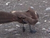 FAUNA ANTÁRTICA