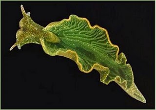La babosa fotosintética Elysia Chlorotica