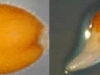 Arabidopsis