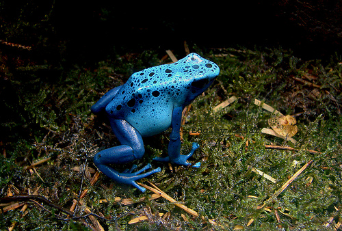 blue-poison-dart-frog2