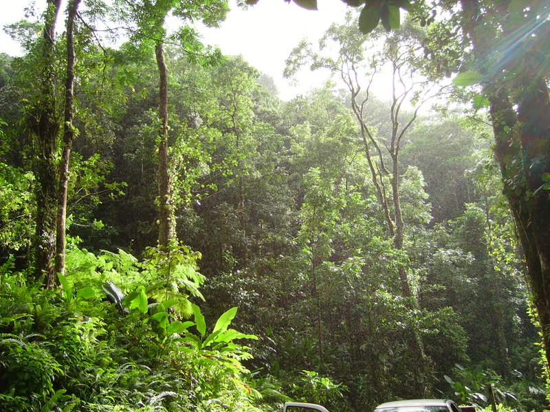 flora fauna y clima del bosque tropical espinoso