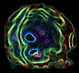 El cerebro en acción