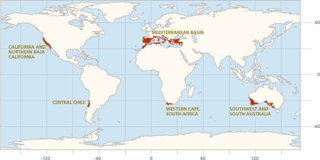 bioma mditerraneo Mapa del Mundo