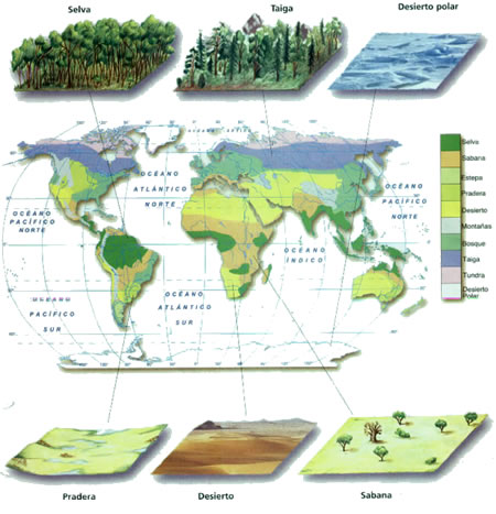 biomas del mundo outline