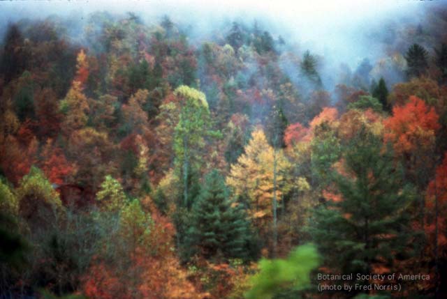 bosques templados de coniferas
