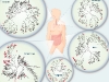 eluniverso-bacteriano-del-cuerpo-humano-fuente-science