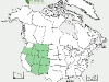kochia-prostrata-o-bassia-postrata-fuente-usda