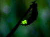liciernaga-en-wildlif-extra-eglow_worm_dave_kilbeylarge