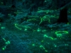 luciernagas-movimiento-taringa-fireflies_03