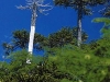 o_Araucarias