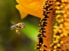 polinizacion-blog-bee-blog