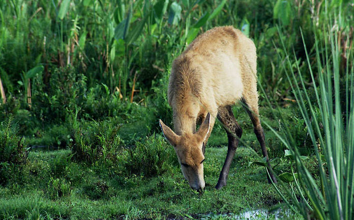 animales en peligro de extincion en argentina imagenes