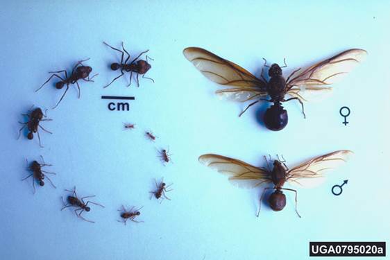 hormigas-division-trabajo-y-tamano