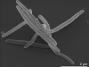 bacrerioidetes-fuente-microbe-wiki-marivarga_tractuosa