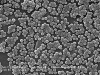 bacterias-quimiolitotrofas-bacteria-credit-niaid-in-mrsa