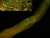 Colonización de la biosfera por Pseudomonas fluorescens F113. Fuente: Blog Microambiente