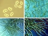 comunidades-microbianas-del-suelo-fuente-community-college-undergraduate-research-initiative