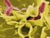 comunidades-microbianas-del-suelo-salmonellaniaid_0