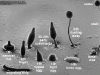 dictyostelium-discoideum-ciclo-de-vida