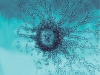 dictyostelium-discoideum