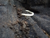 larva-de-coleoptero-del-suelo