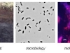 microbiologia-de-suelos-y-escalas-de-resolucion-fuente-awi