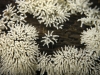 moho-mucilaginoso-engliss-rusia1