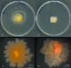 Mycobacterium-vaccae-fuente-uab-es