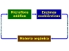 o_Mineralizacion2