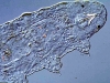 o_Tardigrada2