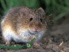 o_Veldmuis_Microtus-arvalis