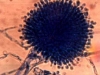o_aspergillus