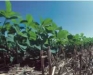 o_crop_rotation