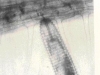 o_nemato2