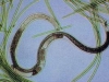 o_nematodos
