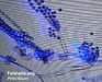 o_penicillium2