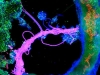 proteobacteria