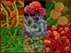 soil-microbes-fuente-piremongolia