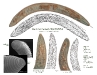 xenocriconemella-macrodorus-especie-de-nematodo-fitoparasito-de-robles-indicador-de-erosion-y-cambio-climatico