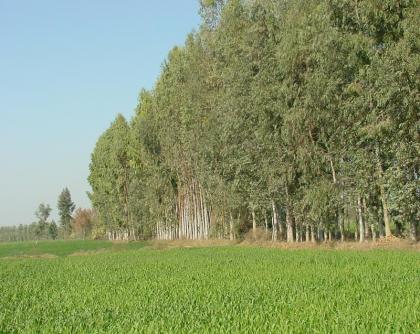 biodrenajes-pastos-y-especies-arboreas-repobladas-en-gleysoles-fuente-indian-council-of-agricultural-reserach