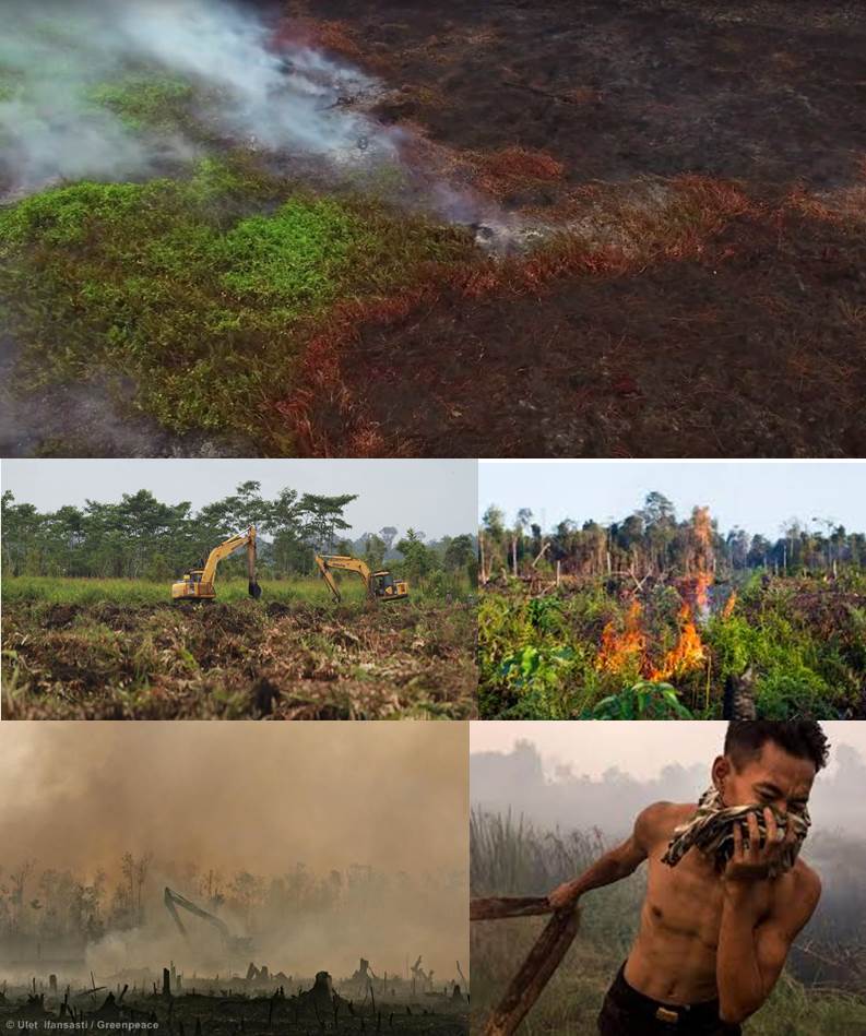 incendio-turberas-indonesia-aceite-de-palma