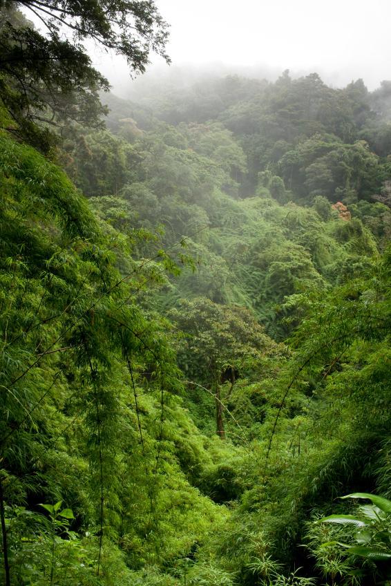 bosque-fertilizado-por-nitogeno-sciende-daily-tropical-forest-in-panama-credit-alfredo-maiquez