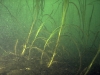 o_Eelgrass