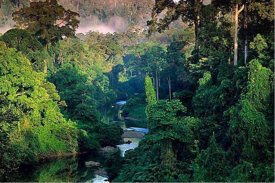bosque-amazonico