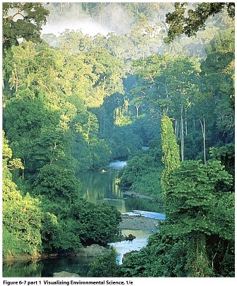 bosque-tropical-fuente-lyrfutures08s-weblog