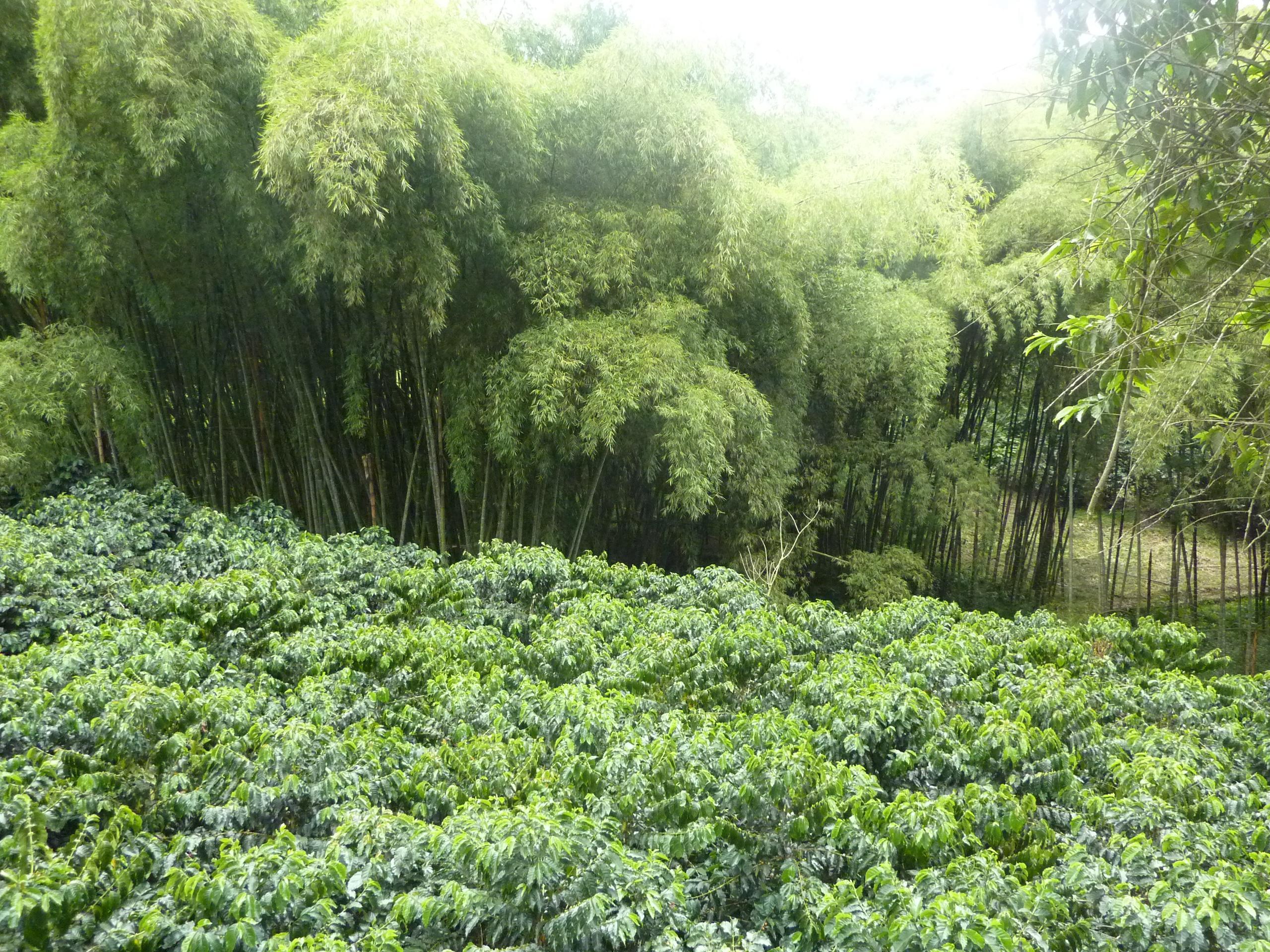 bosquete-de-bambu-al-fondo-plantacion-de-cafe-al-frente-fuente-pereira-colombia