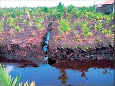 drenando-turberas-para-obtenet-aceite-de-palma-fuente-cempaka-nature-agriculture-and-environment