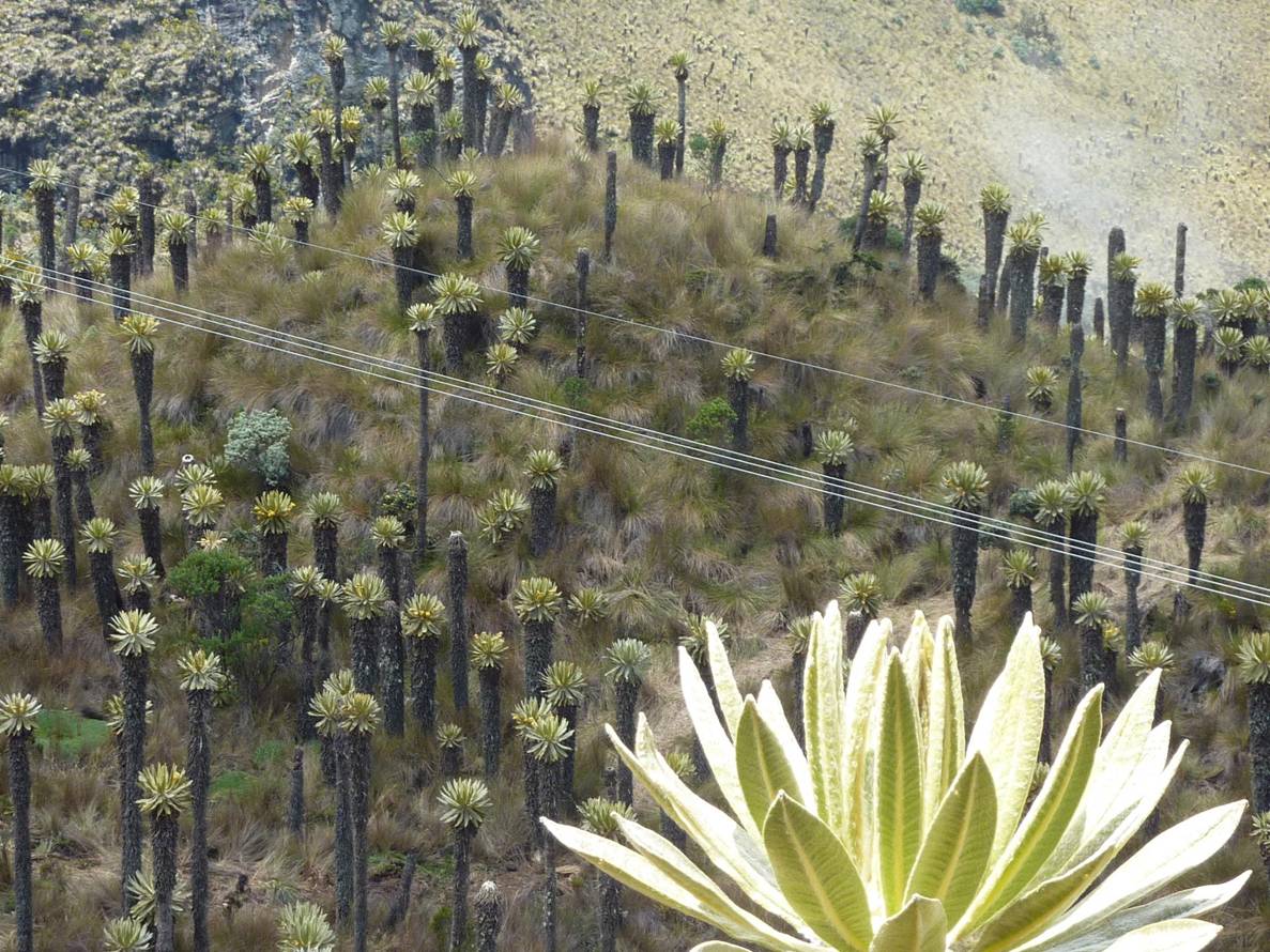 frailejones-ecosistemas-del-subparamo-andino-de-colombia-foto-en-el-nevado-del-ruiz