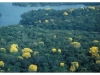 barro-colorado-helmot-center-canopy3