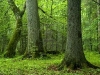 bosque-de-fuente-tilos-aleksander-bolbot